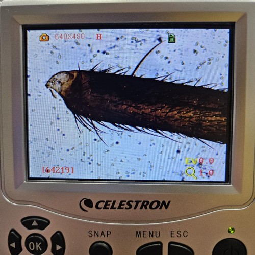 Celestron 44340 microscope - 44340,